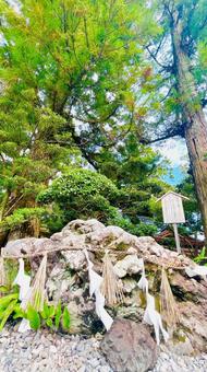神域を守る石 神域を守る石 自然,木漏れ日,神社の写真素材