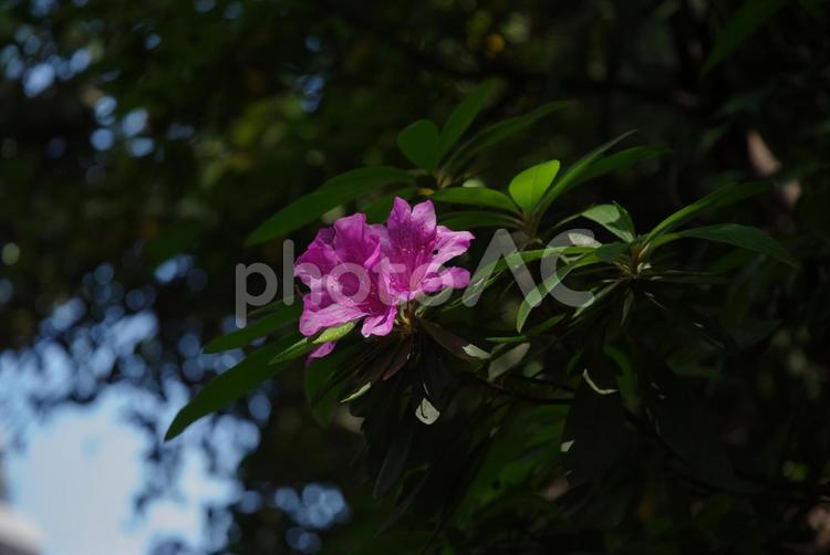 ツツジの花が1輪美しく咲いている ツツジ,ピンク,境内の写真素材