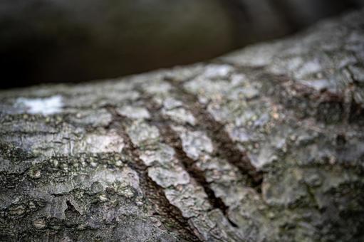 熊の爪痕 熊,爪痕,ツメ痕の写真素材