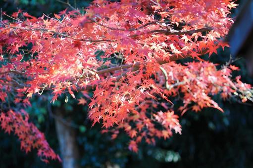 秋の気配・色づくモミジ 秋の気配・色づくモミジ 紅葉,秋,モミジの写真素材