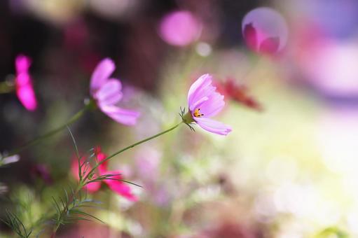 Fantastic and beautiful cosmos flowers, JPG