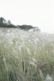 Japanese silver grass swaying in the wind, JPG