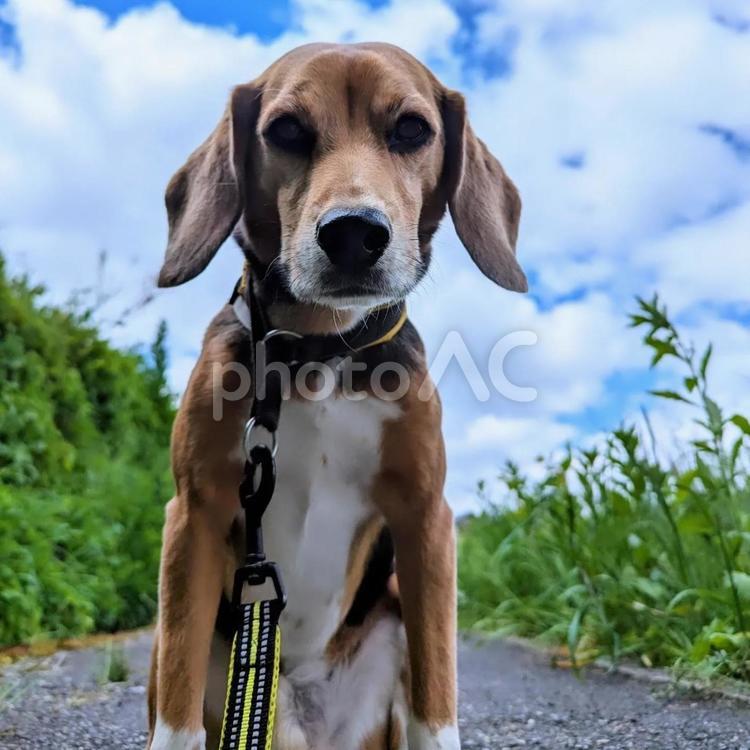 青空と道と僕 ビーグル,犬,5月の写真素材