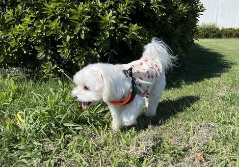 犬の散歩 犬の散歩 犬,マルチーズ,かわいい犬の写真素材