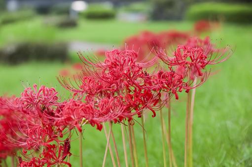 彼岸花 彼岸花 彼岸花,ヒガンバナ,花の写真素材