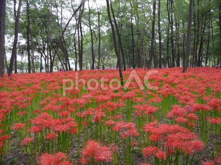 巾着田の曼珠沙華 秋,彼岸花,曼珠沙華の写真素材