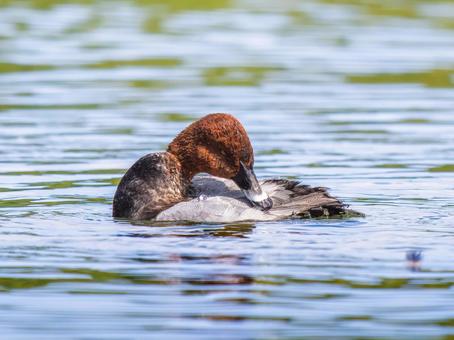 池を泳ぐホシハジロの写真