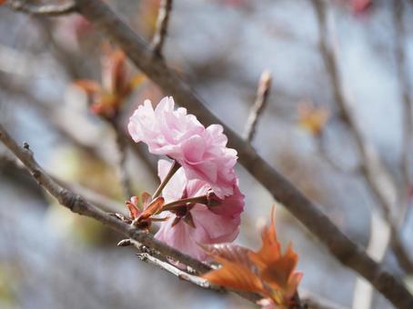 桜の花 桜の花の写真
