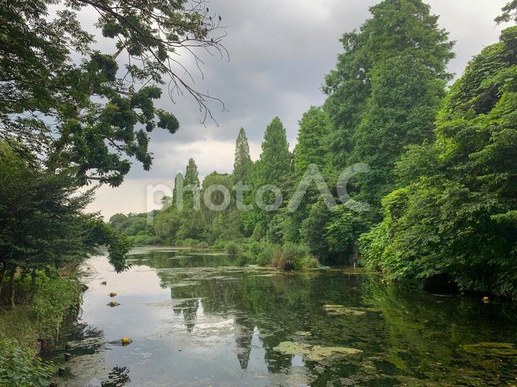 井の頭公園、井の頭池 公園,池,水の写真素材