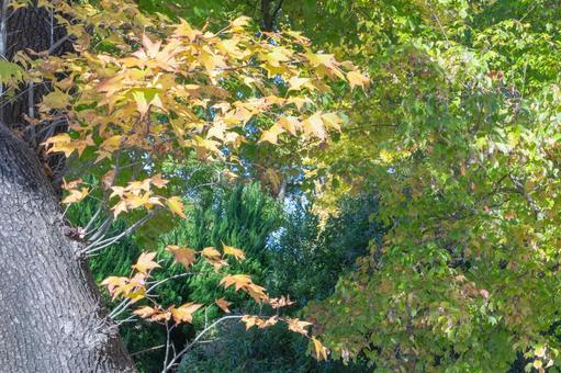 秋の気配・色づく紅葉 秋の気配・色づく紅葉 紅葉,秋,秋イメージの写真素材