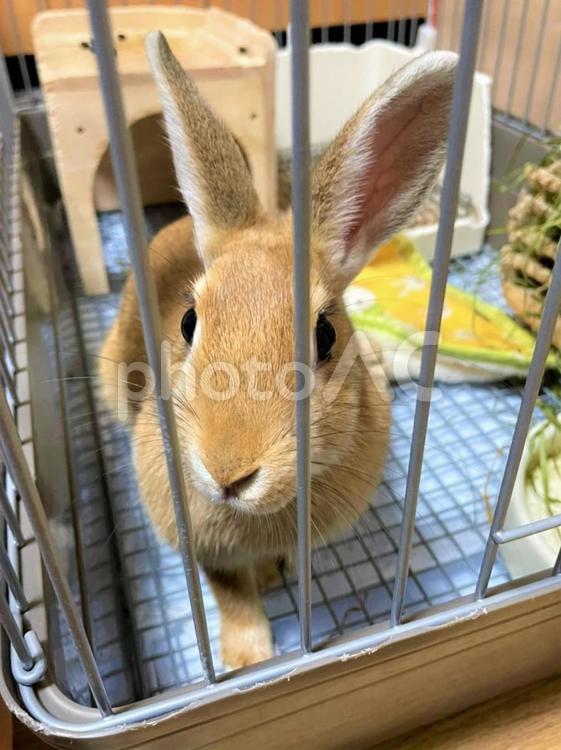 うさぎ＊茶色のネザーランドドワーフのメス うさぎ,ラビット,ネザーランドドワーフの写真素材