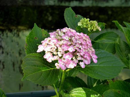 住宅地の花壇で開花したピンクのアジサイ 住宅地の花壇で開花したピンクのアジサイ アジサイ,花,植物の写真素材