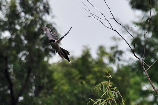 飛び出すオナガ 飛び出すオナガ オナガ,尾長,鳥類の写真素材