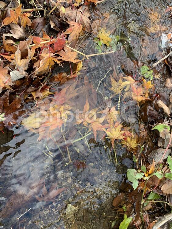 用水路に溜まった落ち葉 落ち葉,紅葉,水の写真素材