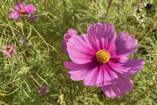 コスモス畑の中で⑥ コスモス畑の中で⑥ コスモス畑,秋桜,アップの写真素材