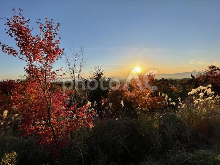 紅葉の季節の夕暮れ時 紅葉,もみじ,紅葉の葉っぱの写真素材