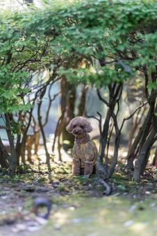 Toy poodle walking in the park in spring, JPG Toy poodle walking in the park in spring, JPG