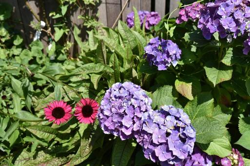 hydrangea15 hydrangea15の写真