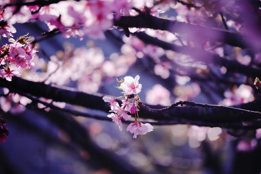 春の訪れを告げる満開の美しい桜 花,桜,春の写真素材