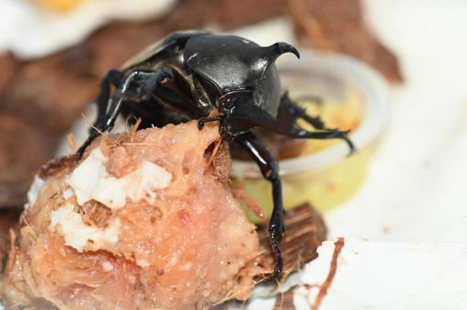 昆虫ゼリーを食べるカブトムシ 昆虫ゼリーを食べるカブトムシ カブトムシ,かぶとむし,甲虫の写真素材