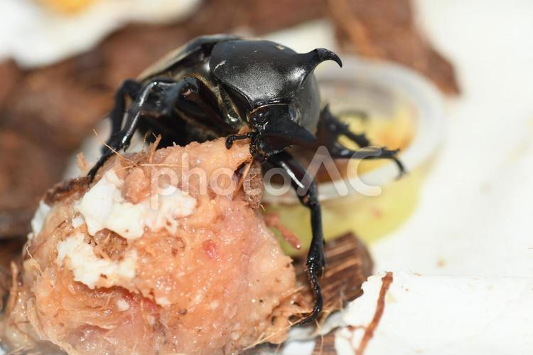 昆虫ゼリーを食べるカブトムシ カブトムシ,かぶとむし,甲虫の写真素材