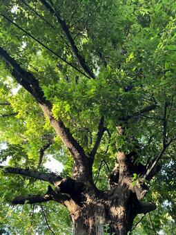 夏の木を見上げる 木,葉,緑の写真素材