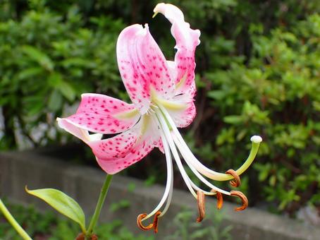 カノコユリ カノコユリ,ピンク,桃色の写真素材