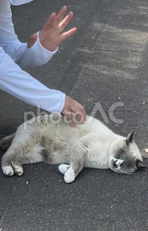 野良猫を撫でる ネコ,動物,かわいいの写真素材