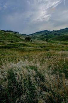 ススキ 日本,japan,木の写真素材