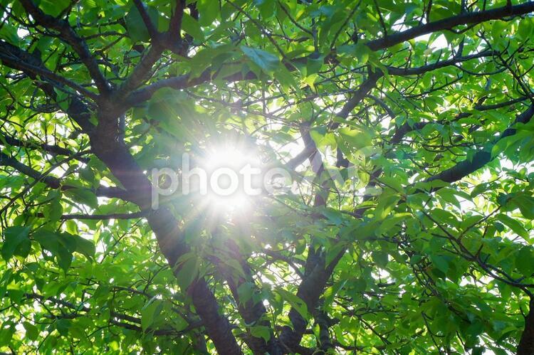 木漏れ日 木漏れ日,葉,太陽の写真素材