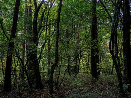 烏川渓谷緑地の森林の写真