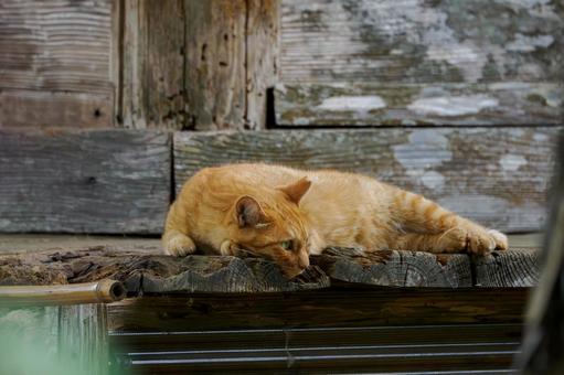 猫(219) 猫(219)の写真