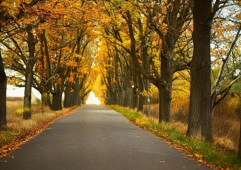 紅葉の並木道 紅葉の並木道 紅葉,秋,もみじの写真素材