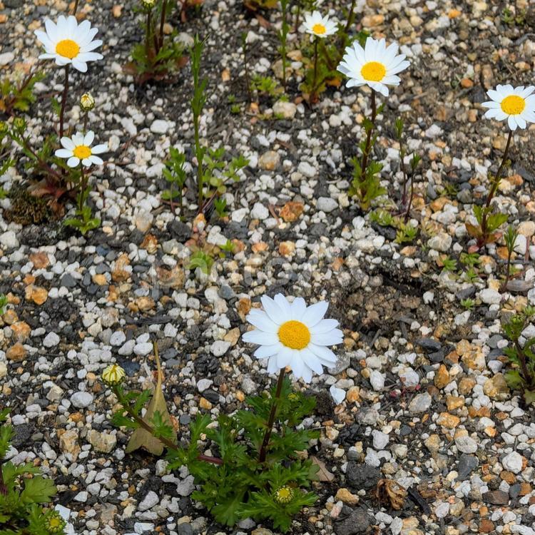 群生するマーガレット マーガレット,花,野草の写真素材