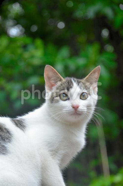 こちらを見る1匹の子猫 猫,子猫,白色の写真素材