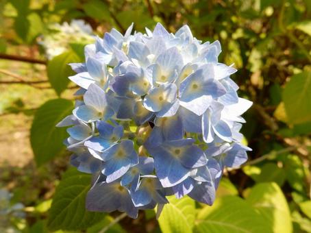 【花の写真】紫陽花の花 【花の写真】紫陽花の花 紫陽花,アジサイ,あじさいの写真素材