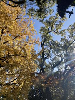イチョウとクスノキ 紅葉,黄葉,イチョウの写真素材