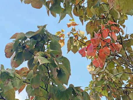 神田川9月:快晴の紅葉 2025 神田川9月:快晴の紅葉 2025 紅葉,枯れ木,枯葉の写真素材