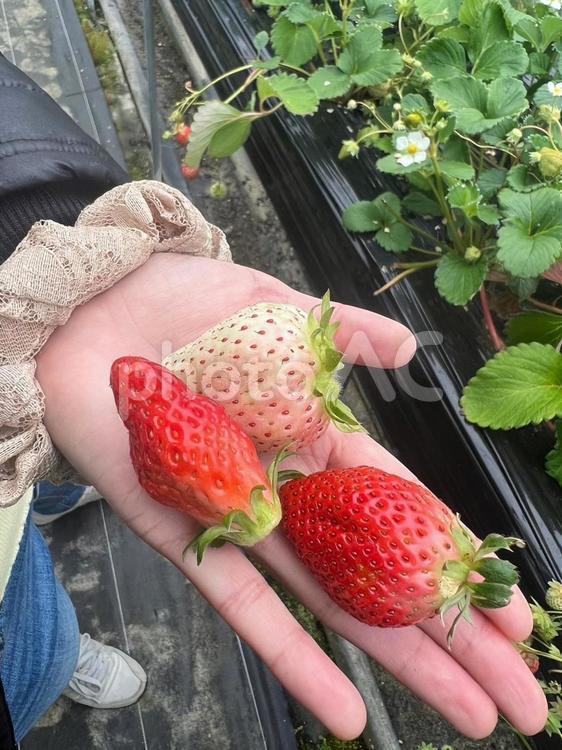 いちご狩りでの成果 いちご狩り,いちご,温室の写真素材
