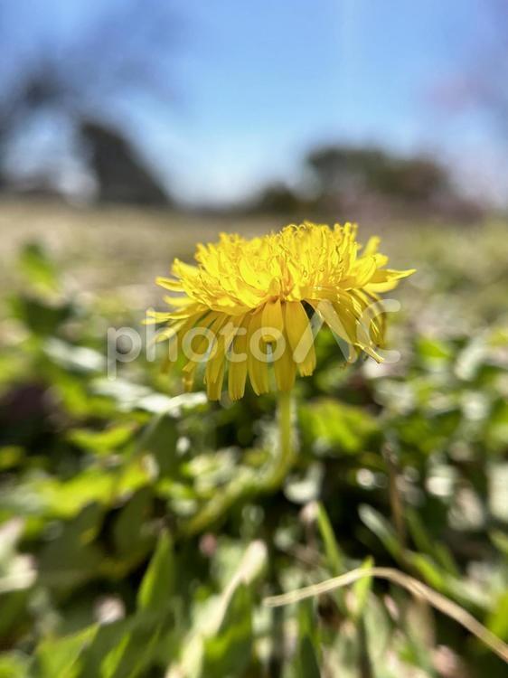 愛知県・公園内の風景　青空とたんぽぽ たんぽぽ,植物,花の写真素材