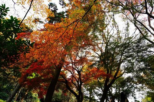 彩り豊かな秋の紅葉 彩り豊かな秋の紅葉の写真