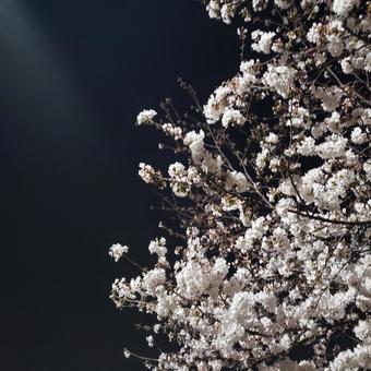 さくら さくらの写真