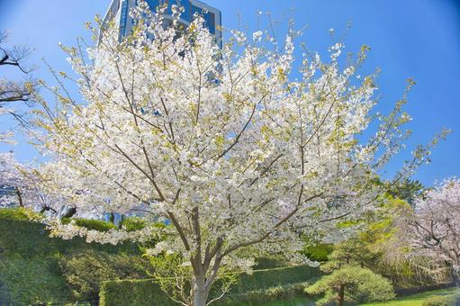 桜 桜の写真