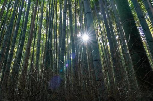 竹林　朝日 竹林,朝日,竹の写真素材