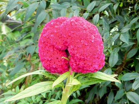 【花の写真】赤いケイトウの花 【花の写真】赤いケイトウの花の写真