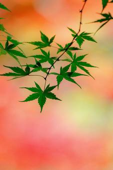 Green maple leaves on a red autumn background_vertical, JPG Green maple leaves on a red autumn background_vertical, JPG