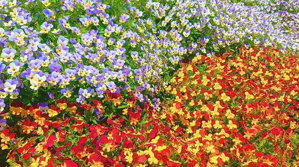 ビオラ5 ビオラ5 花,花束,フラワーの写真素材
