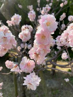 ふわり春色の八重梅 ふわり春色の八重梅 防府天満宮,八重梅,春の花の写真素材