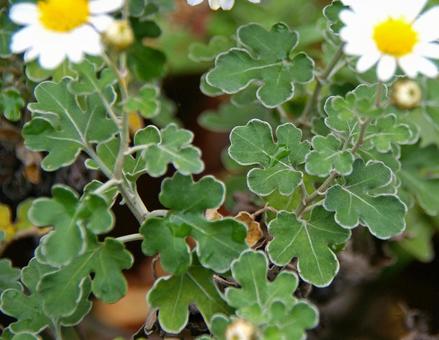 アシズリノジギク アシズリノジギク アシズリノジギク,足摺野路菊,白の写真素材