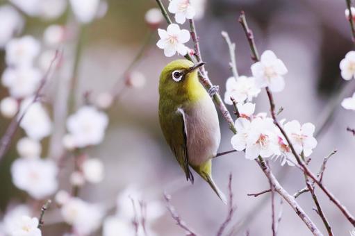 梅の枝に止まるメジロ 鳥,メジロ,花の写真素材